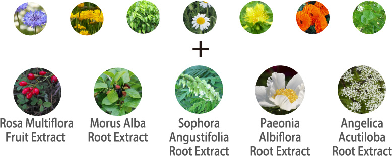 12 kinds of Japanese and Chinese plant extracts