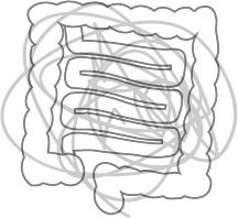 Fecal Examination Of The Intestinal Environment